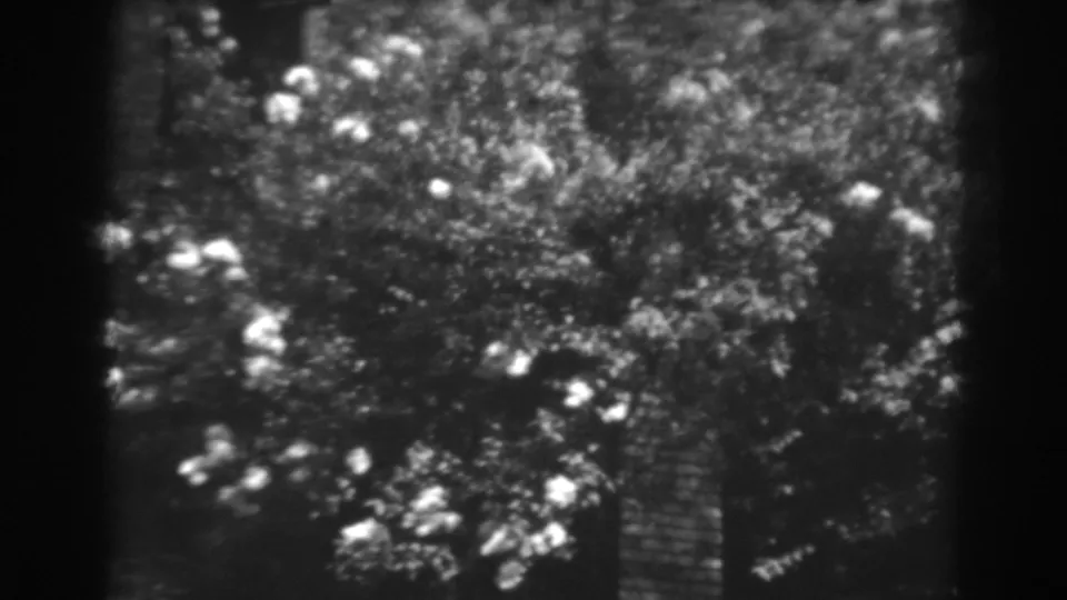 Black-and-white 1938 home-movie view of blossoming branches, dense leaves, and dappled light in Winchester, Maryland.
