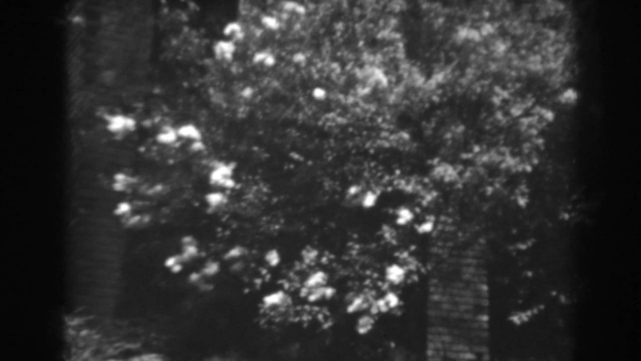 Leafy tree with clusters of pale flowers beside dark film borders.