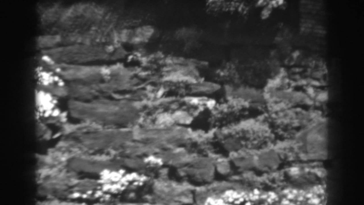 Stone garden wall with rocks, foliage, and pale blossoms.
