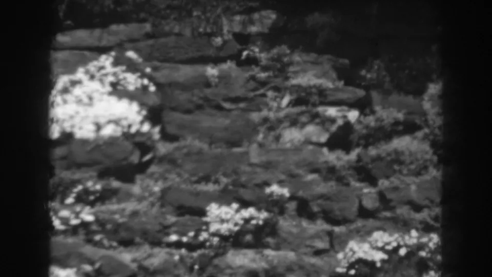 1938 home-movie frame showing a rocky garden planting with bright flower clusters and shrubs in soft 8mm monochrome.