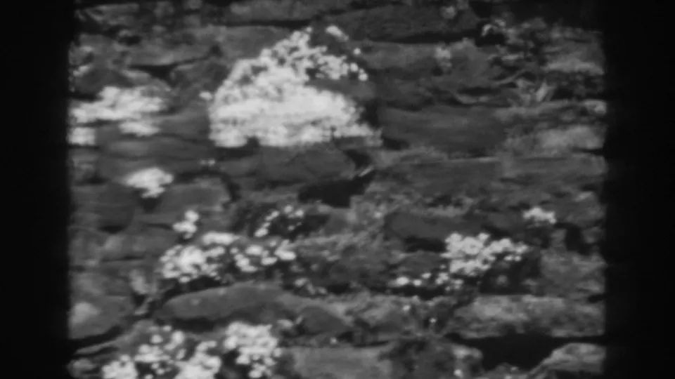 Black-and-white 8mm frame of a rocky planted garden area with pale blossoms and low foliage, based on the supplied Winchester metadata.