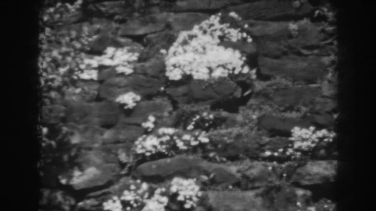 Weathered stone wall with moss and clusters of small white flowers.