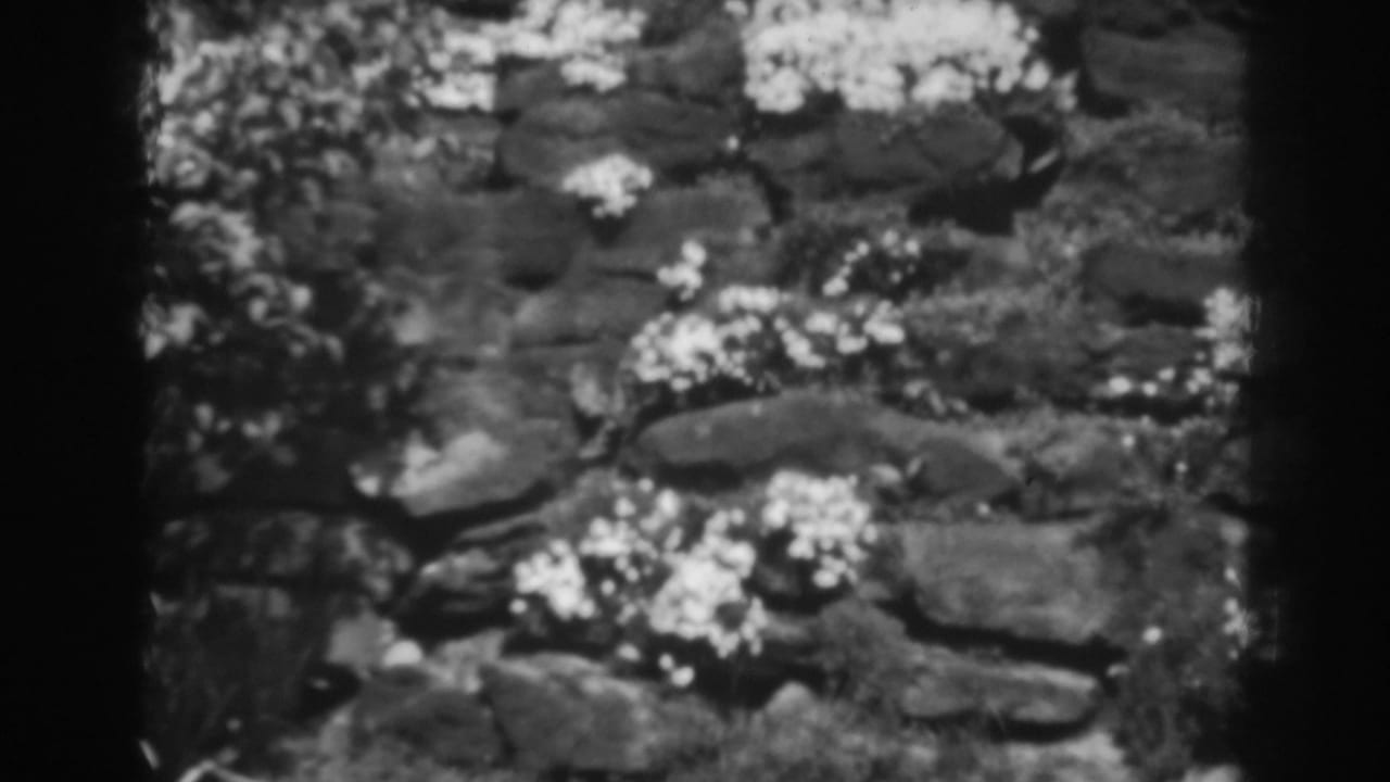 Black-and-white home-movie view of a garden stone wall with small flowers and moss in Winchester, Maryland.