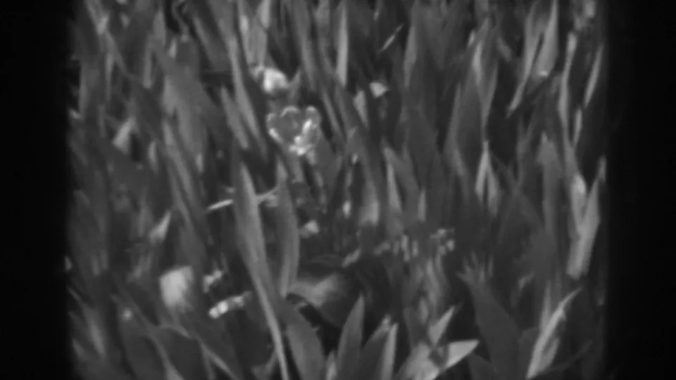 1938 8mm garden close view of tall leaves and pale tulip-like blossoms, softly focused in black and white.