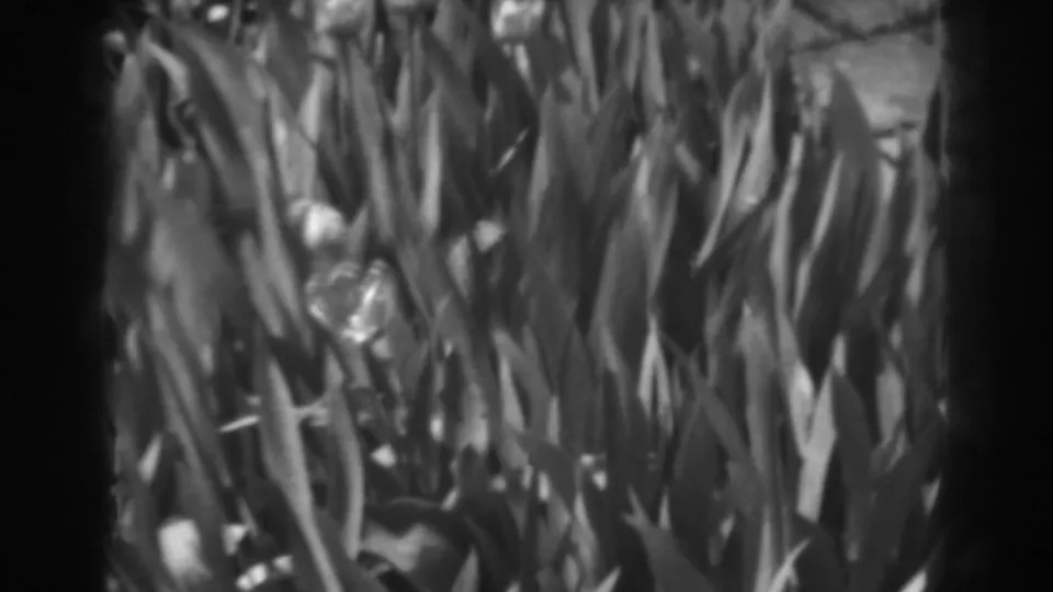 Black-and-white 8mm frame of a dense flower bed with tall leaves and pale blooms in a Winchester garden.