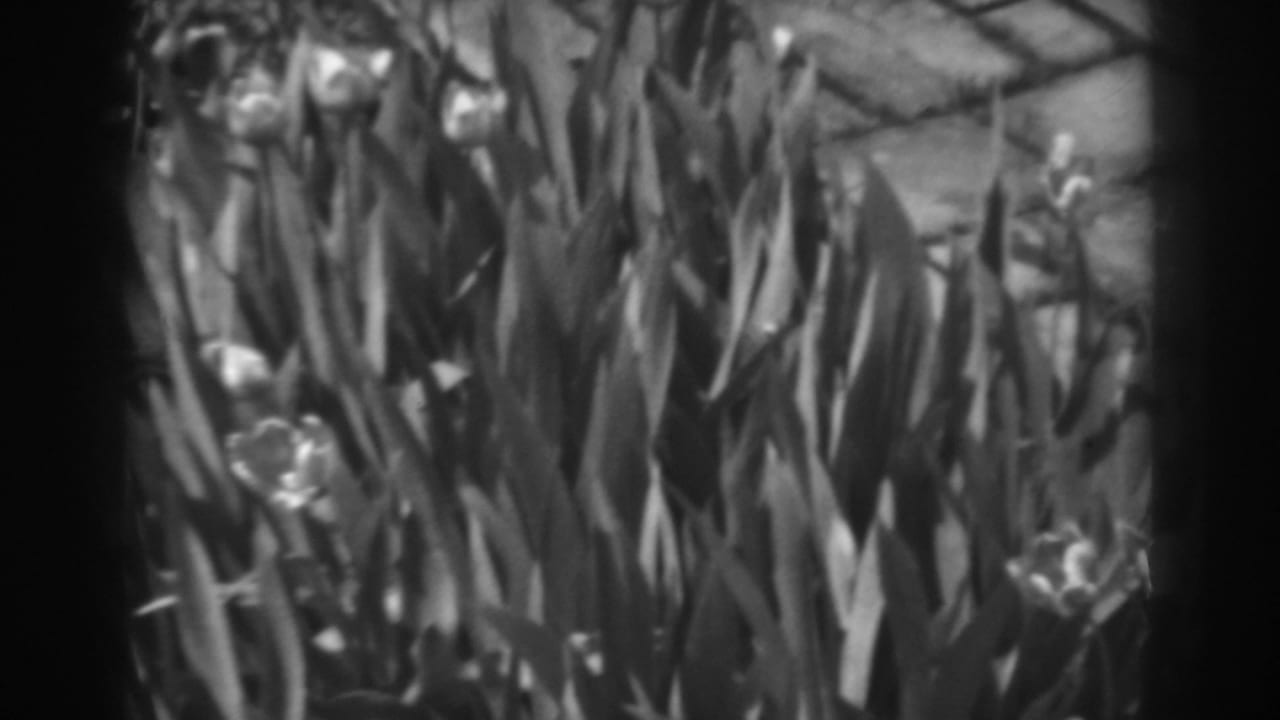 Close 1938 Winchester, Maryland 8mm view of tall garden foliage and pale flowers beside stone patio slabs.
