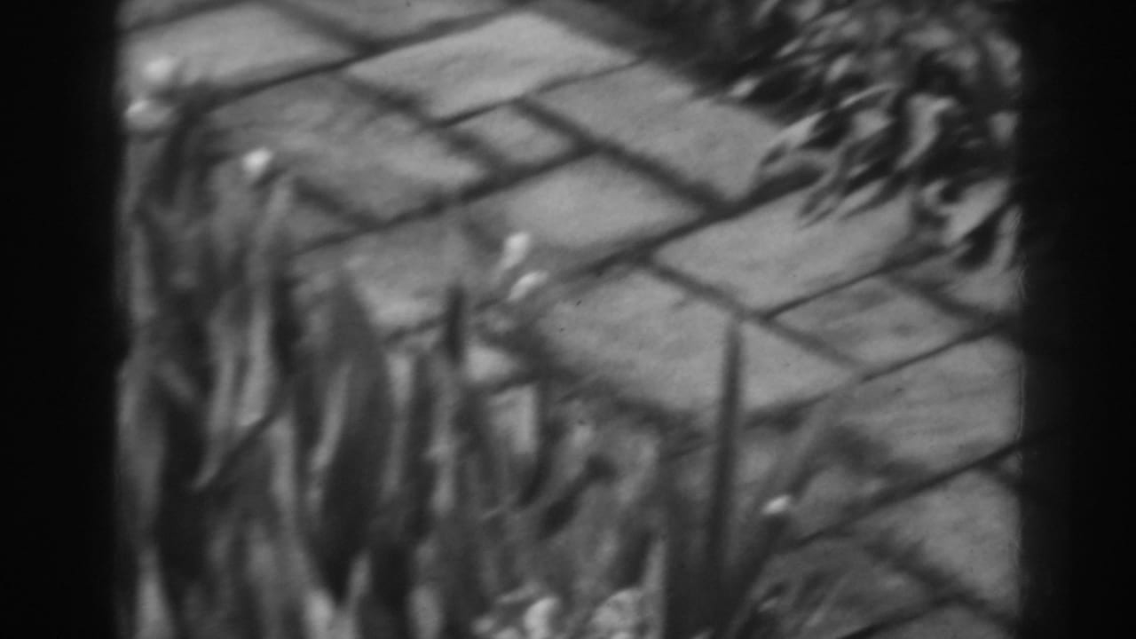 Soft-focus foliage with patio paving and a low masonry edge behind it.
