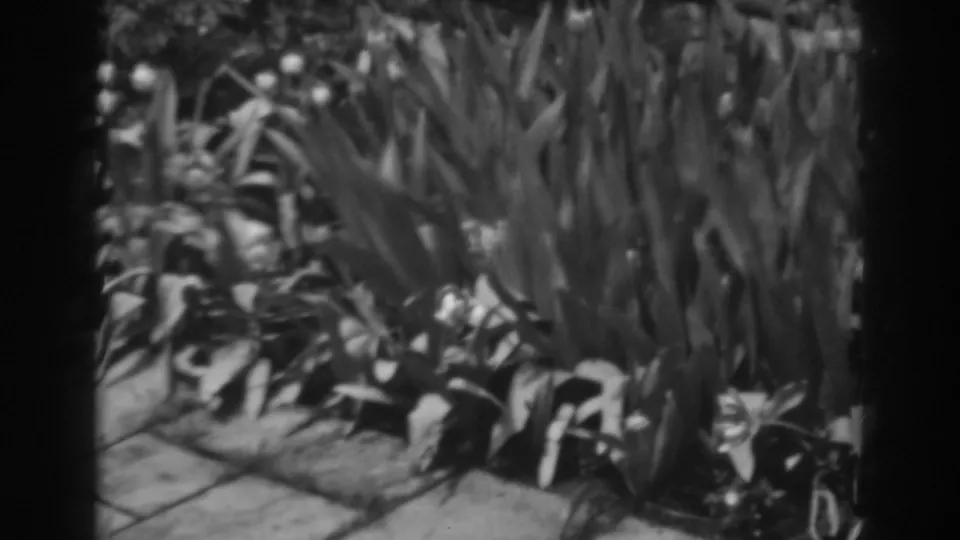 Dense planted bed with strap-like leaves and small pale flowers along a paved garden edge in black-and-white 8mm footage.