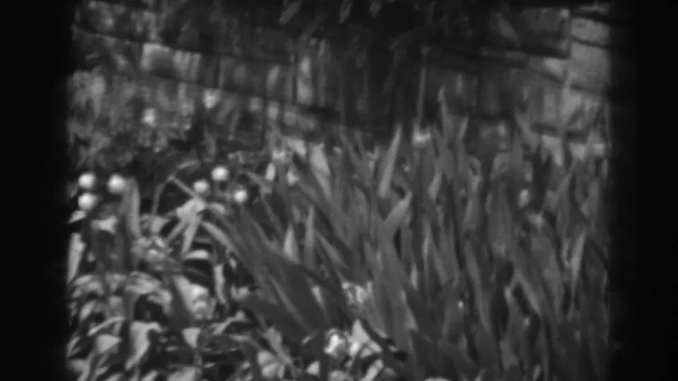 Close home-movie view of garden foliage near stone paving, with a low wall or border visible behind the plants.
