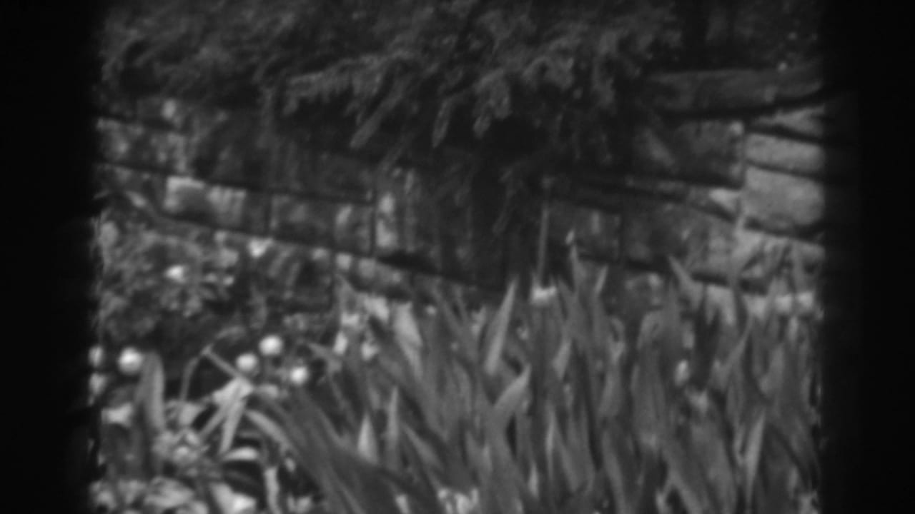 1938 Winchester, Maryland home-movie frame showing tulips and dense garden plants before a low stone or brick wall.