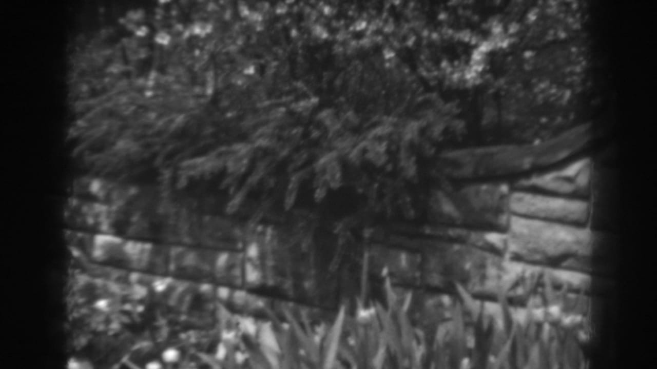 Garden bed with tulips, shrubs, and a low wall behind the plants.