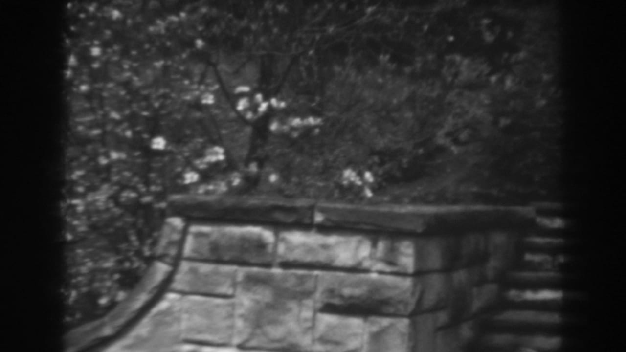 Stone steps and retaining wall bordered by trees and shrubs.