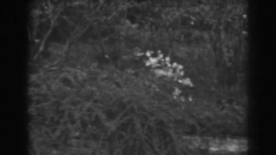 Black-and-white 1938 Winchester, Maryland frame showing trees, flowering shrubs, and a low stone edge in a quiet outdoor setting.