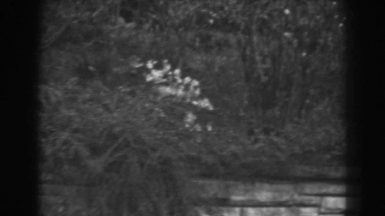 1938 8mm frame from Winchester, Maryland showing overgrown foliage and low stone edging in a shaded garden area.