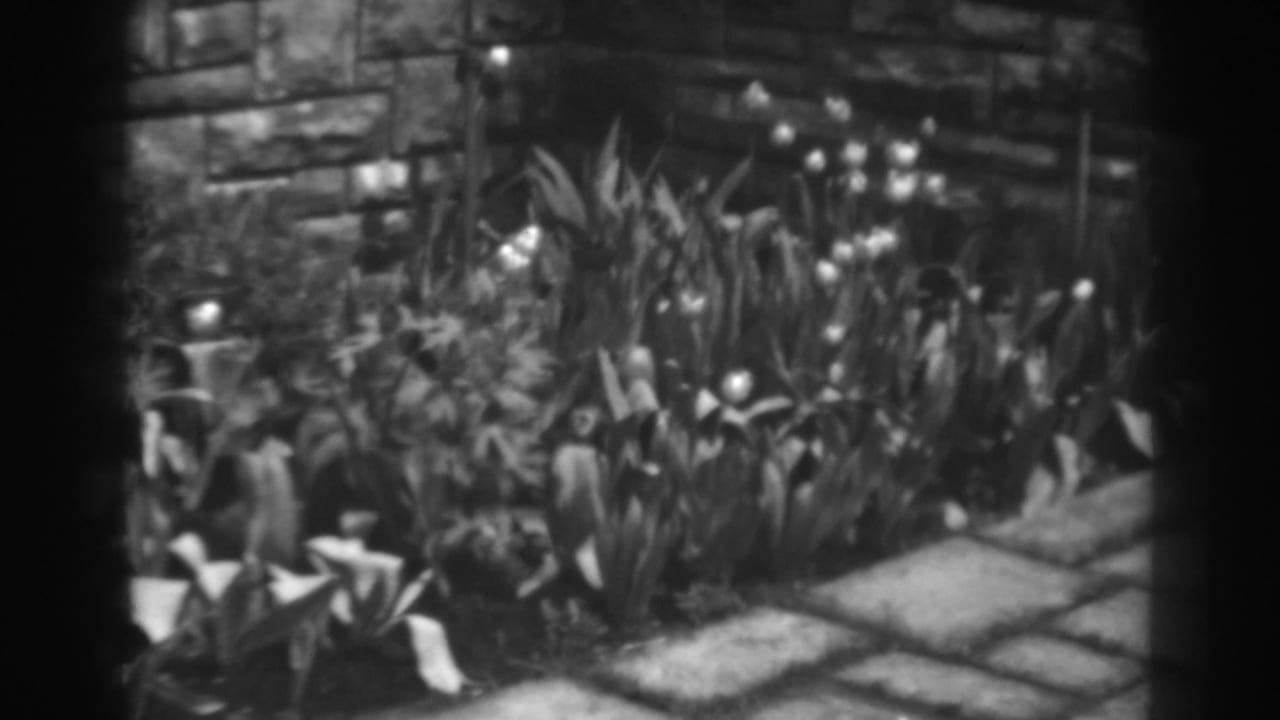 Stone wall, garden plants, tulip-like blooms, and flagstone path.