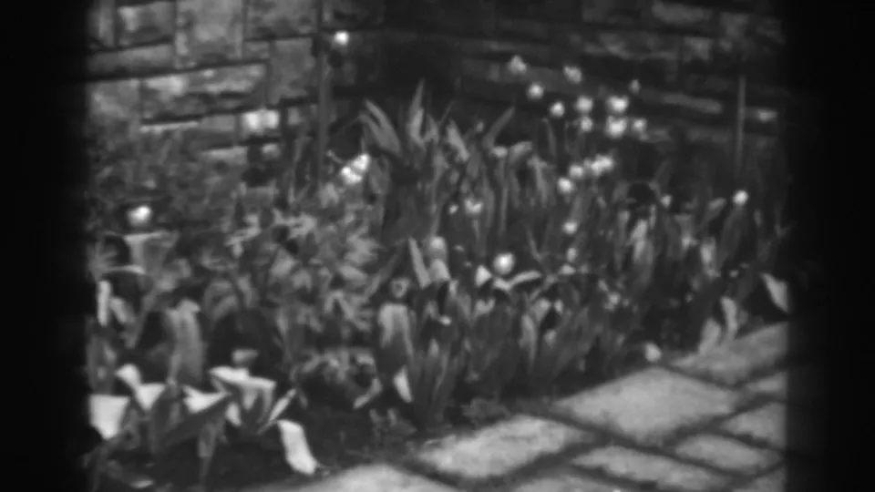 1938 Winchester, Maryland garden frame with a stone wall, flagstone path, tall leaves, and tulip-like flowers.