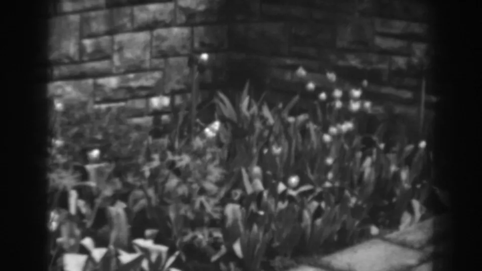 1938 Winchester, Maryland 8mm frame showing thick garden plants, pale blooms, and masonry in soft focus.