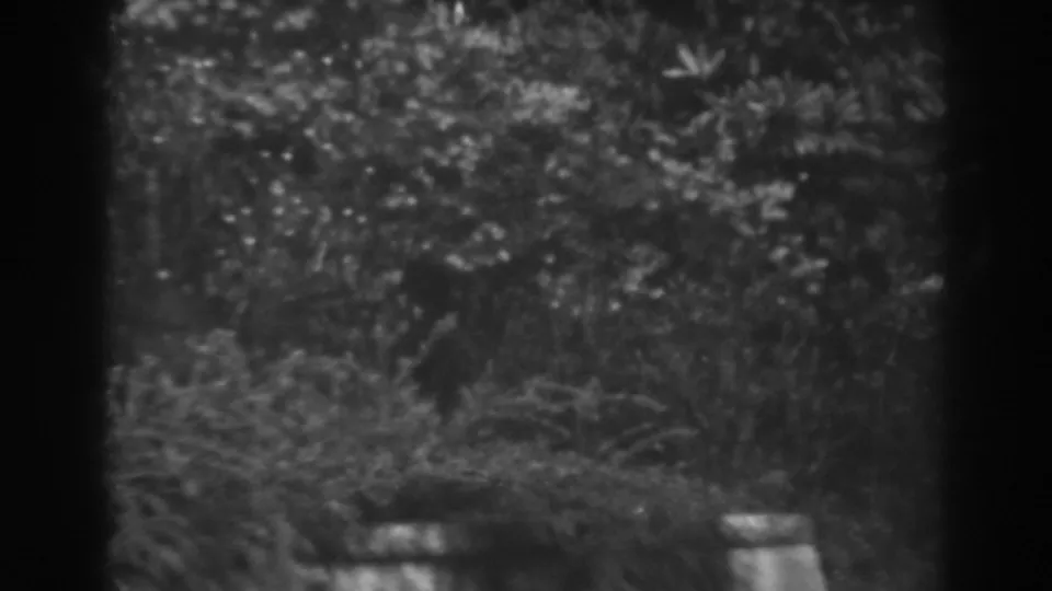 Black-and-white 8mm frame of a Winchester garden with tall grass, shrubs, small flowers, and part of a stone wall.