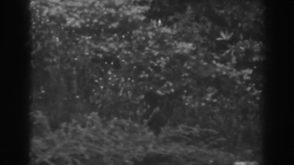 Late frame from the 1938 Winchester garden clip showing dense foliage, grass, and the edge of a curved stone bench.