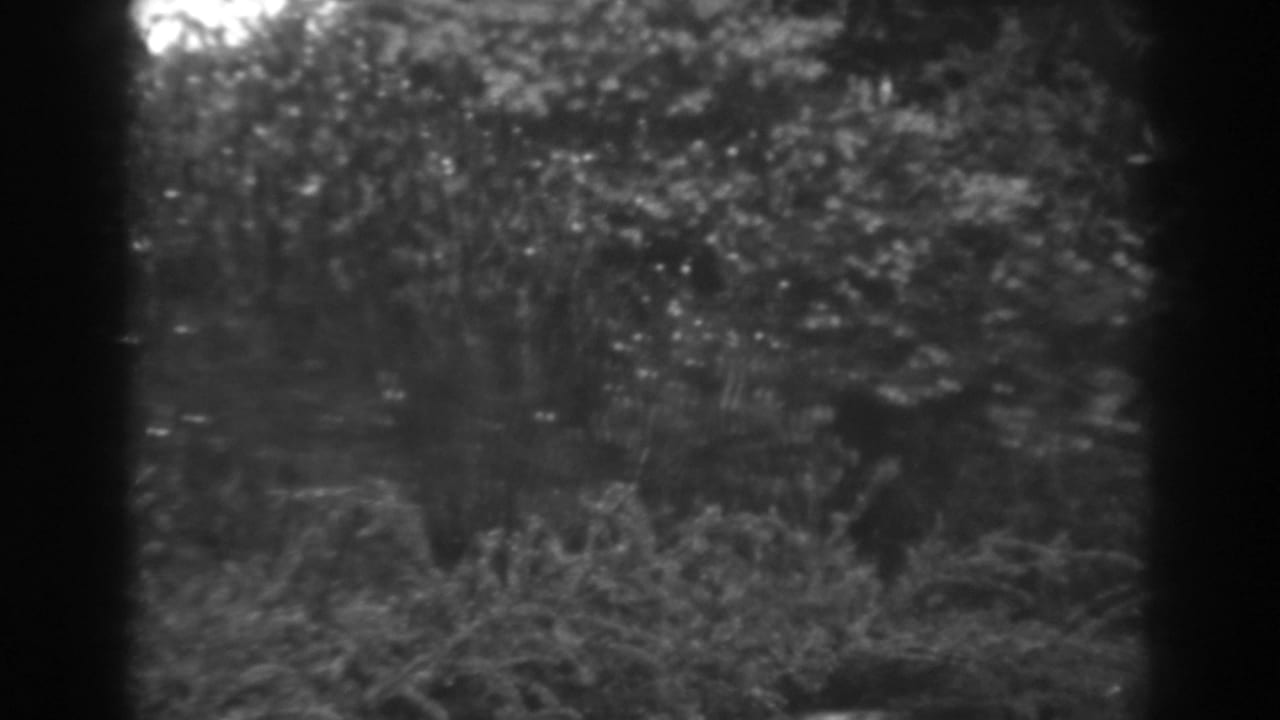 Soft black-and-white view of shrubs, trees, and pale flowers with dark film borders.