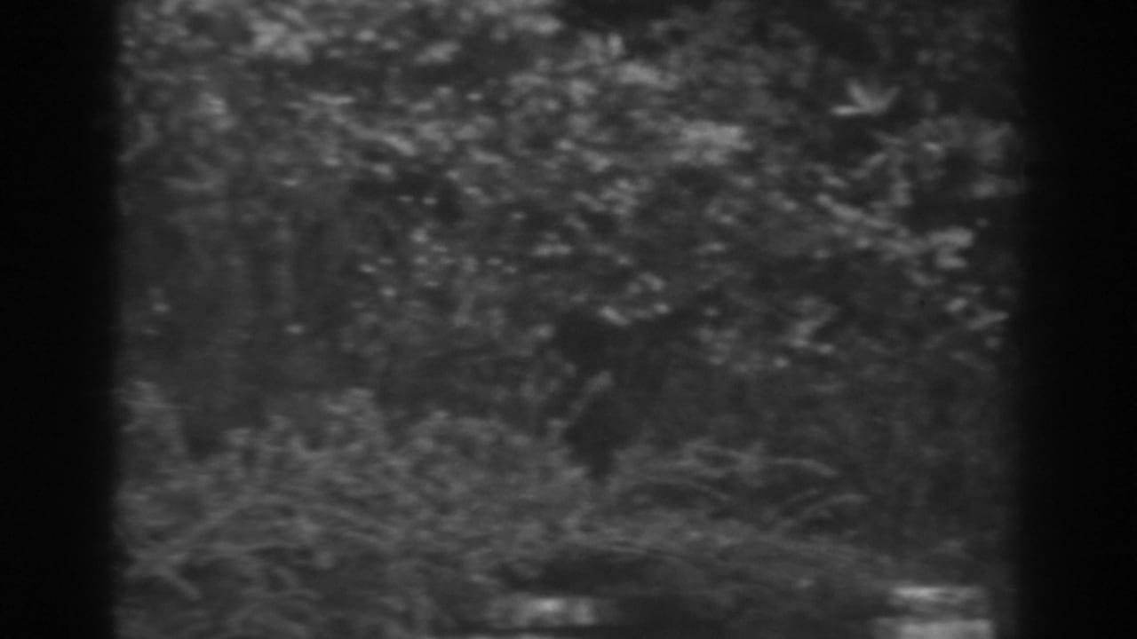 Black-and-white 8mm frame from Winchester, Maryland, with layered trees, shrubs, and scattered pale flowers.