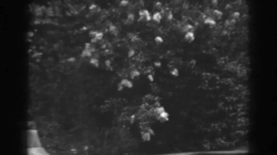 Winchester, Maryland 1938 frame with dense garden foliage, pale flowers, and pronounced 8mm border shadowing.