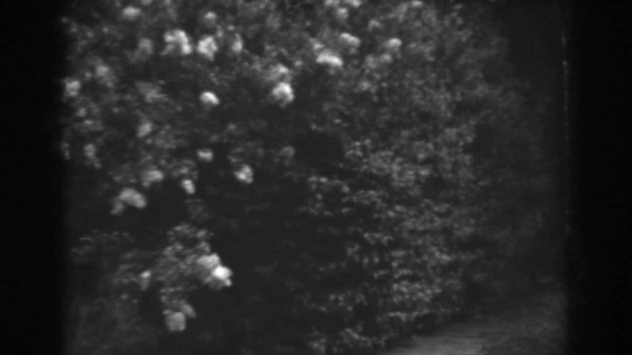 Soft black-and-white view of leafy garden bushes with small pale flowers.