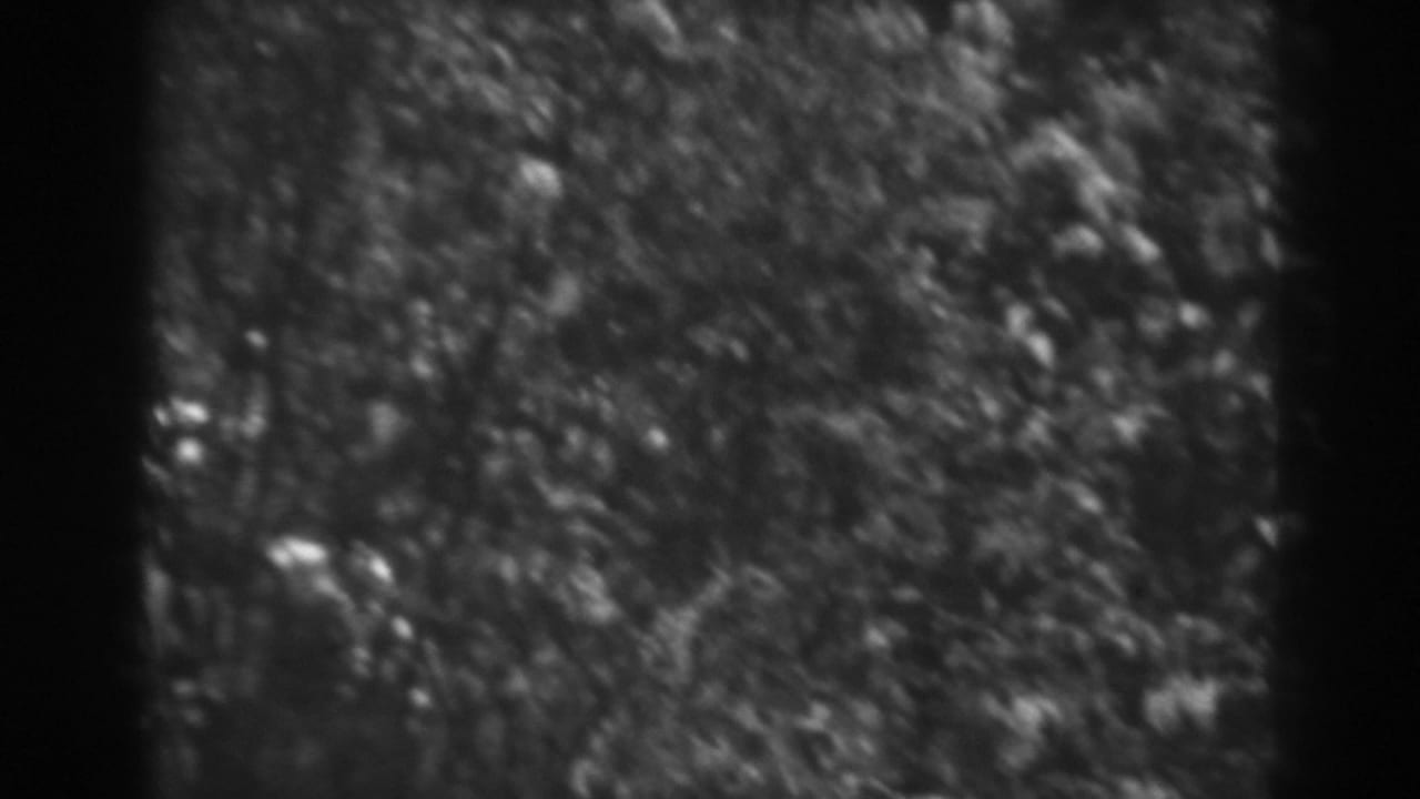 Dense foliage and flower clusters fill a soft black-and-white frame.