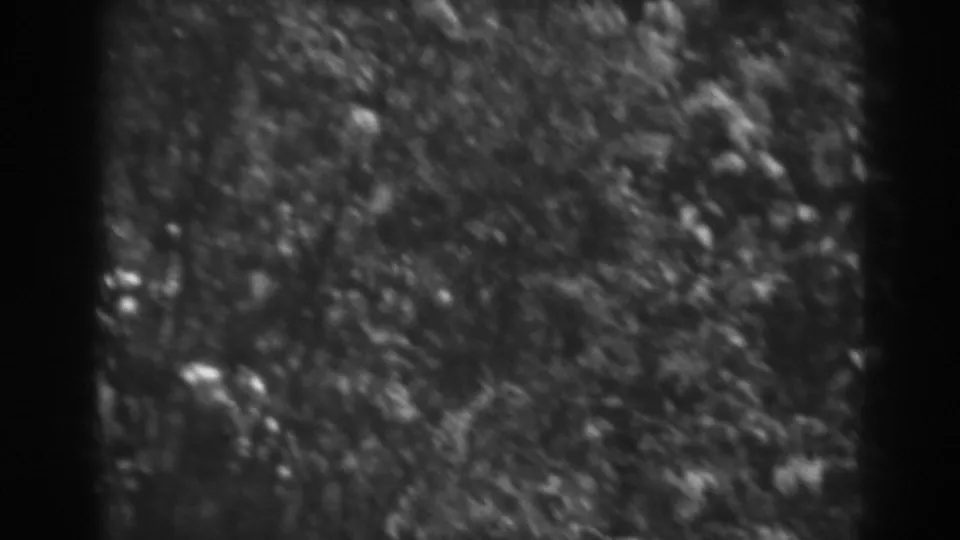Black-and-white 8mm frame from Winchester, Maryland showing closely packed leaves, stems, and pale flowers.