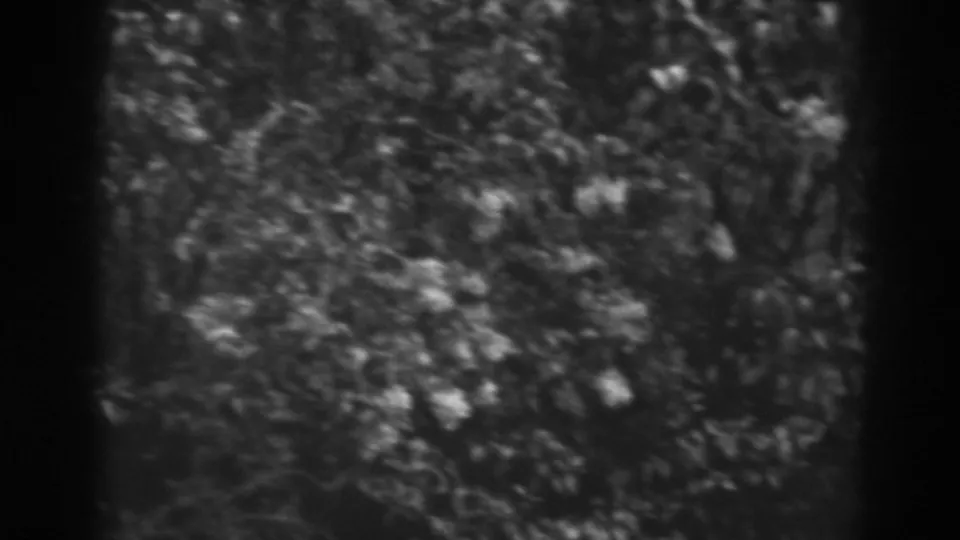 1938 home-movie still showing a close, handheld view of tangled Winchester garden foliage and small pale blossoms.