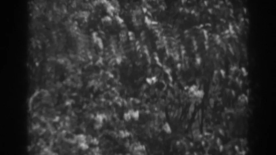 Soft black-and-white 8mm frame showing tall stems, leafy plants, and pale flowers in a dense Winchester garden setting.