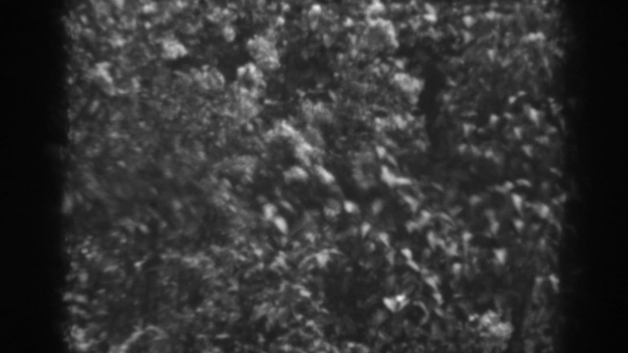 Black-and-white garden foliage with leafy shrubs and soft shadows.