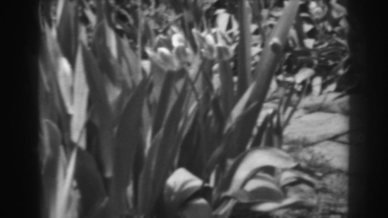 Tall garden plants with blooms beside a stone path.