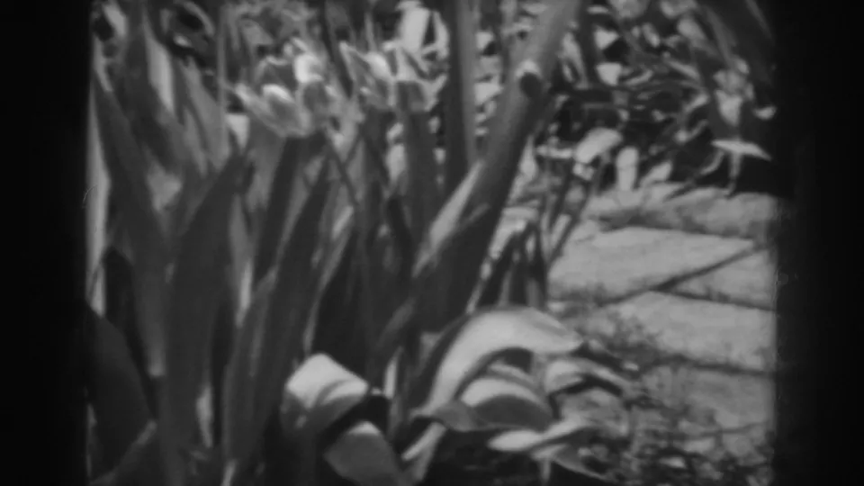1938 black-and-white home-movie frame of broad garden leaves, flowering stems, and a stone path.