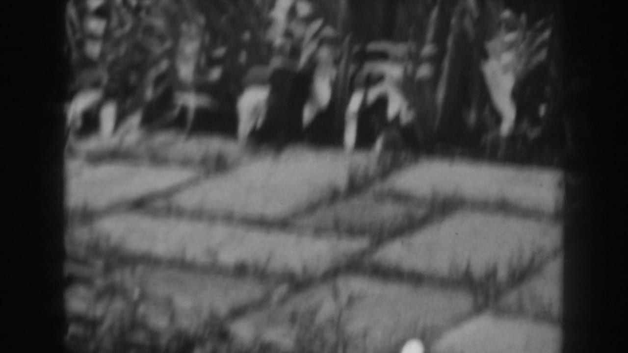 Soft-focus garden path bordered by shrubs and tall plants.