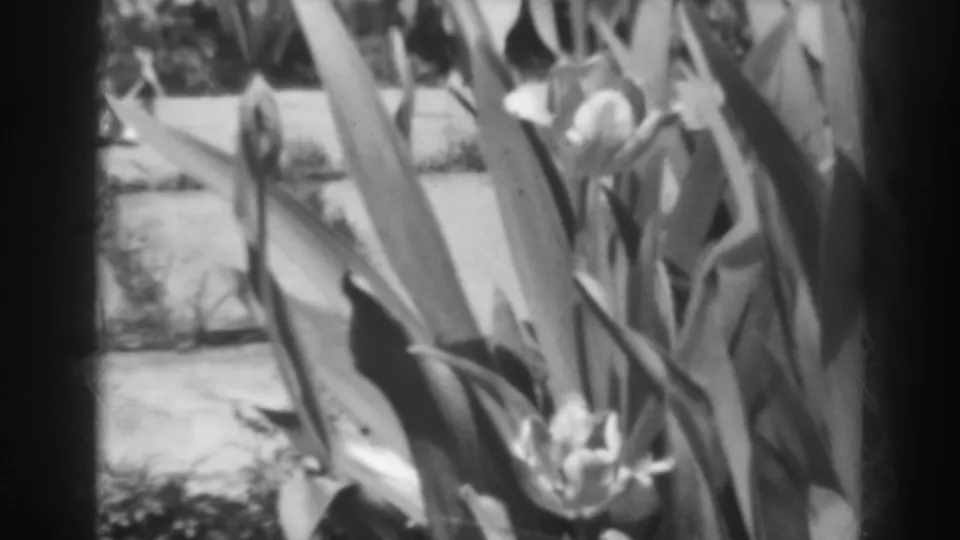 Close black-and-white home-movie view of tall leaves and blooming garden flowers near a bright flagstone path in 1938 Winchester, Maryland.