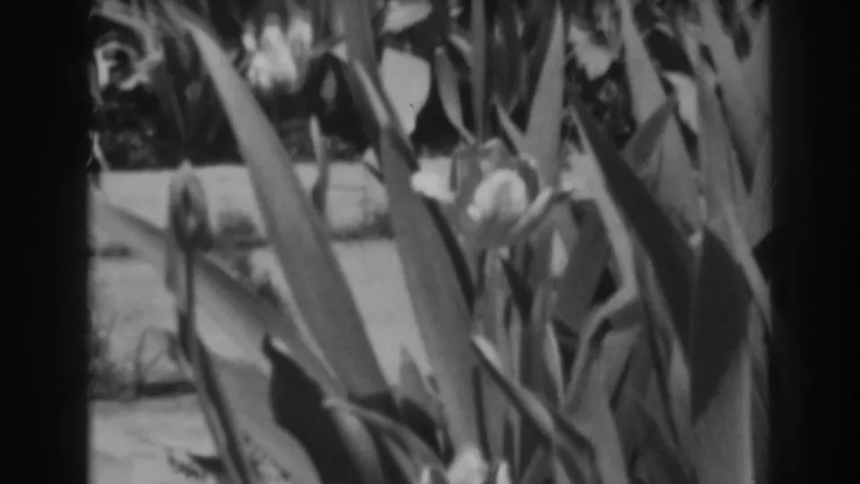 Black-and-white 8mm frame showing flower buds, broad leaves, and a paved garden edge during a 1938 home-movie shot in Winchester, Maryland.