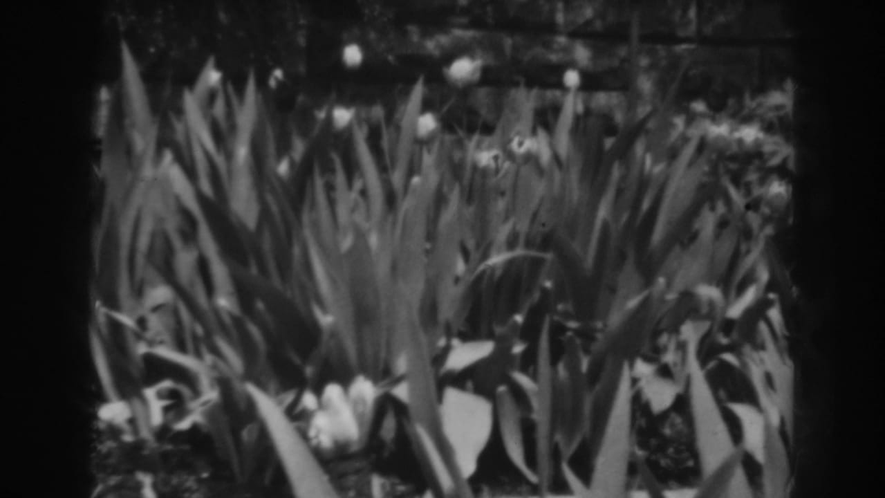 Tall garden leaves and light blooms in a black-and-white 8mm frame.