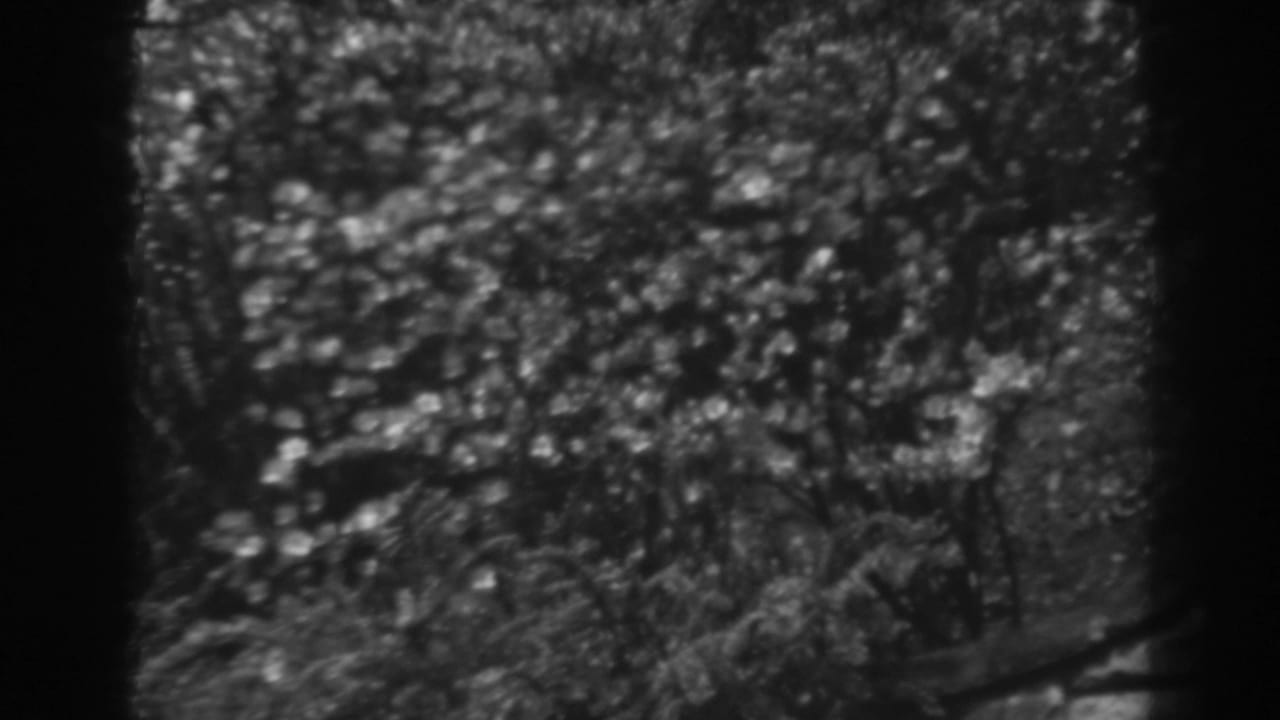 Dense leafy shrubbery and garden plants in soft focus.