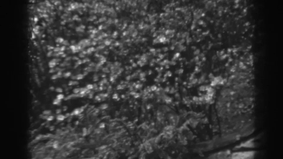 Grainy 8mm frame showing leafy plants and low garden vegetation in the 1938 Winchester footage.