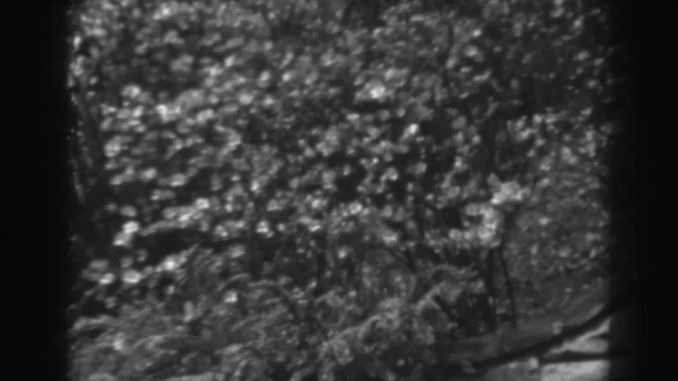 Late-frame 8mm view of dense foliage and garden texture from the 1938 Winchester, Maryland clip.