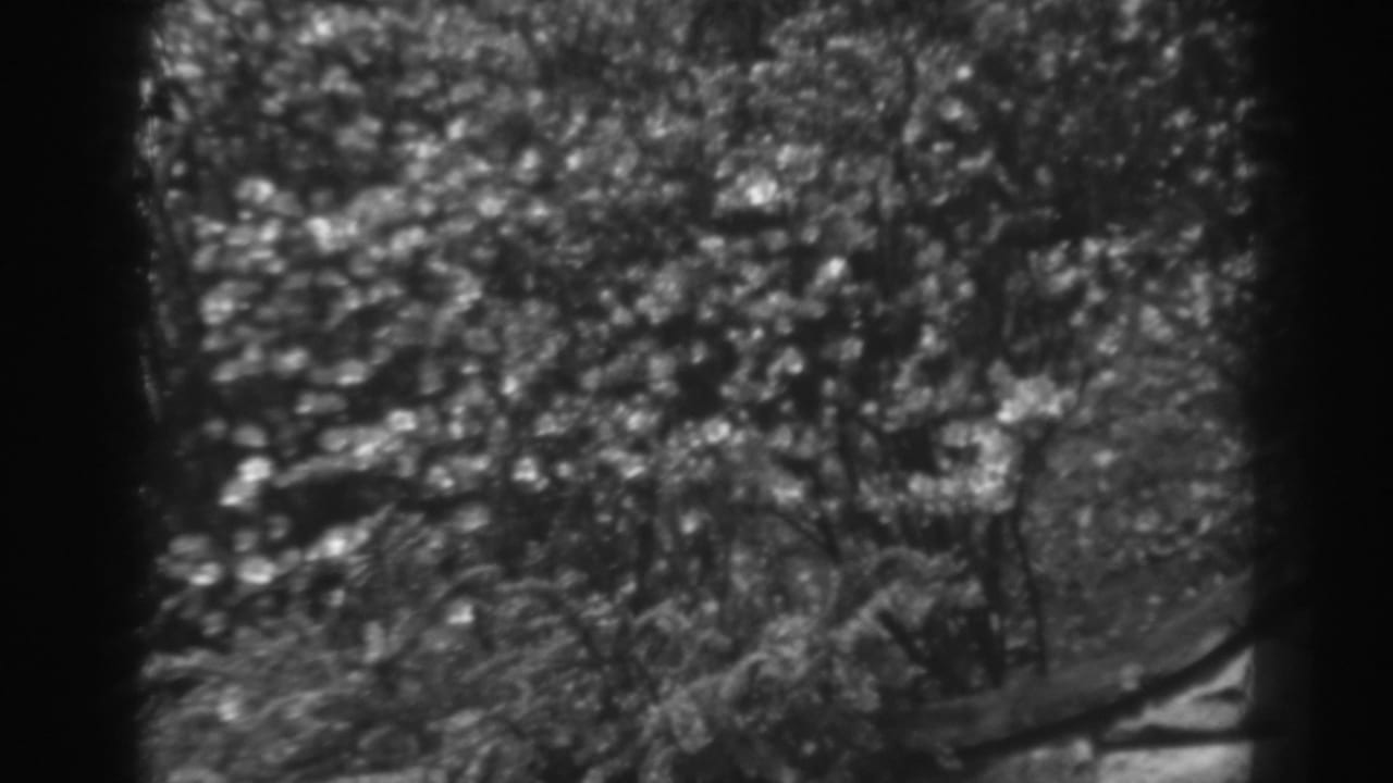 Soft black-and-white view of trees, shrubs, and a garden slope beside a dark fence edge.