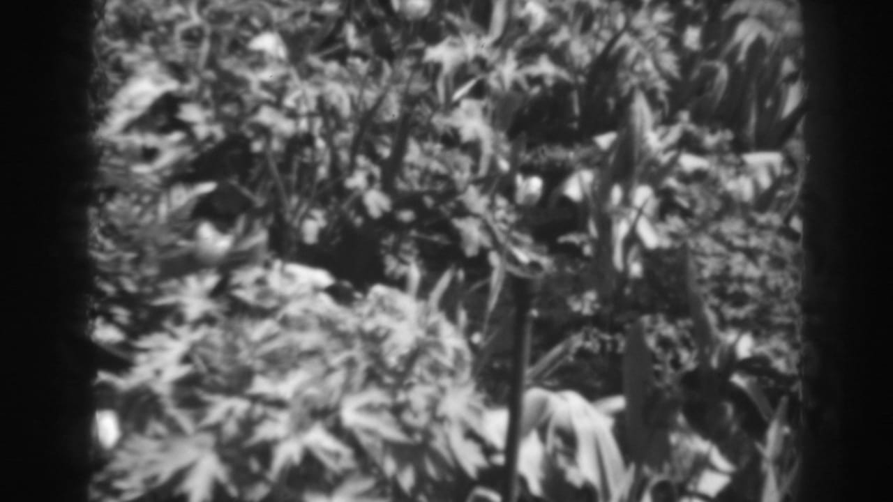 Dense leafy plants and flowers grow in front of horizontal wooden fence rails.