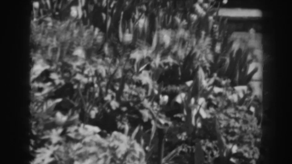 Black-and-white 8mm frame from the Winchester garden showing dense plants, possible flowers, and a wooden fence or gate in the background.