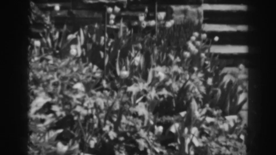 1938 Winchester 8mm frame showing thick garden growth, leafy stems, and a wooden gate or fence structure in the background.