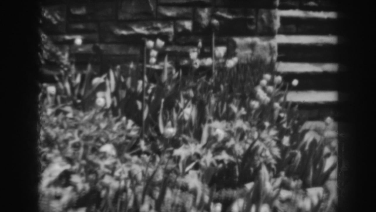 Black-and-white garden with flowers, leafy plants, stone wall, and steps.