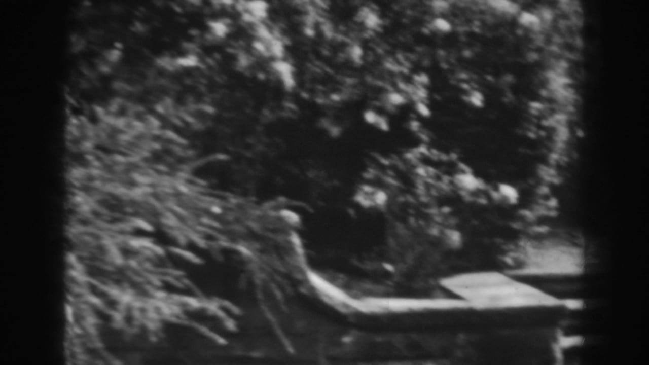 Black-and-white 8mm view of a shaded Winchester garden area with dense shrubs, flowering branches, and low stone edging.