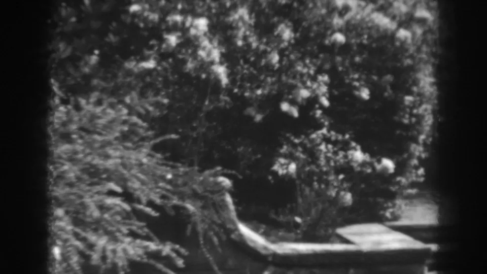 1938 home-movie frame showing dense flowering shrubs, overhanging branches, and a low garden edge in Winchester, Maryland.