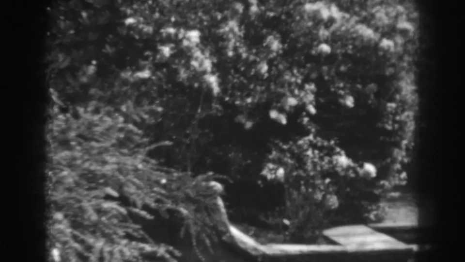 Black-and-white 8mm frame of a shaded garden in Winchester, Maryland, with flowering shrubs, branches, and low stone edging.
