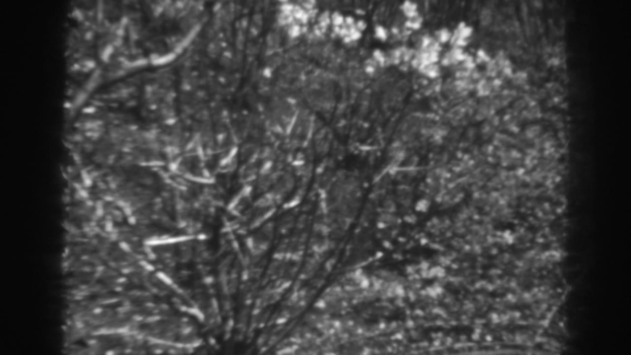 Bare branches and dense brush with icy highlights in black-and-white 8mm footage.